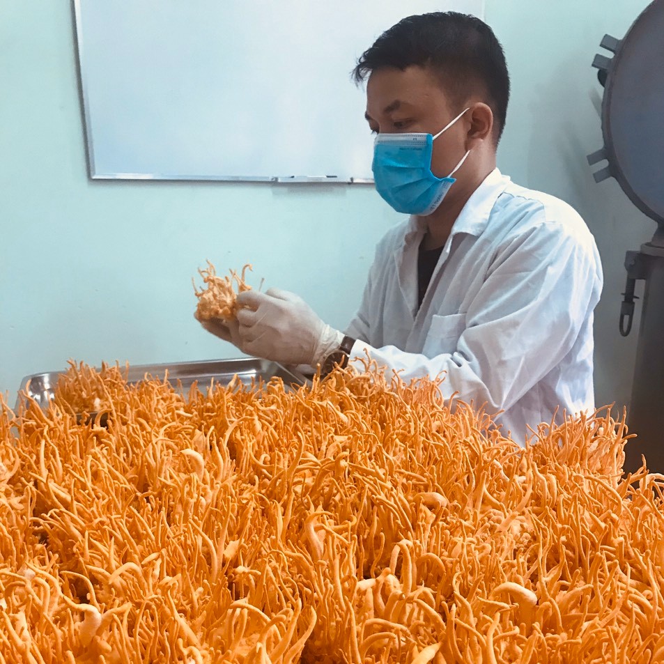 [NÓI KHÔNG VỚI HÀNG NHÁI TỪ TQ] Đông Trùng Hạ Thảo BDAGRI SẤY KHÔ THĂNG HOA LOẠI II (LỌ 20G) - Nuôi trồng tại Việt Nam | BigBuy360 - bigbuy360.vn