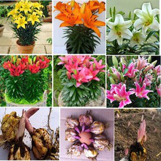 1 củ giống hoa ly cao thơm trồng tết