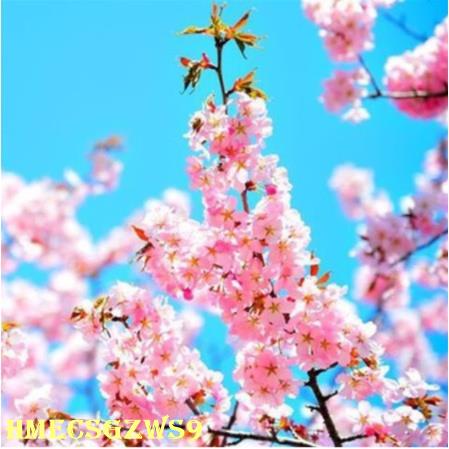 Hạt giống hoa anh đào muộn Nhật Bản Yamashima, giá cực rẻ, tỷ lệ nảy mầm lên đến 95%, nhanh lớn 10h