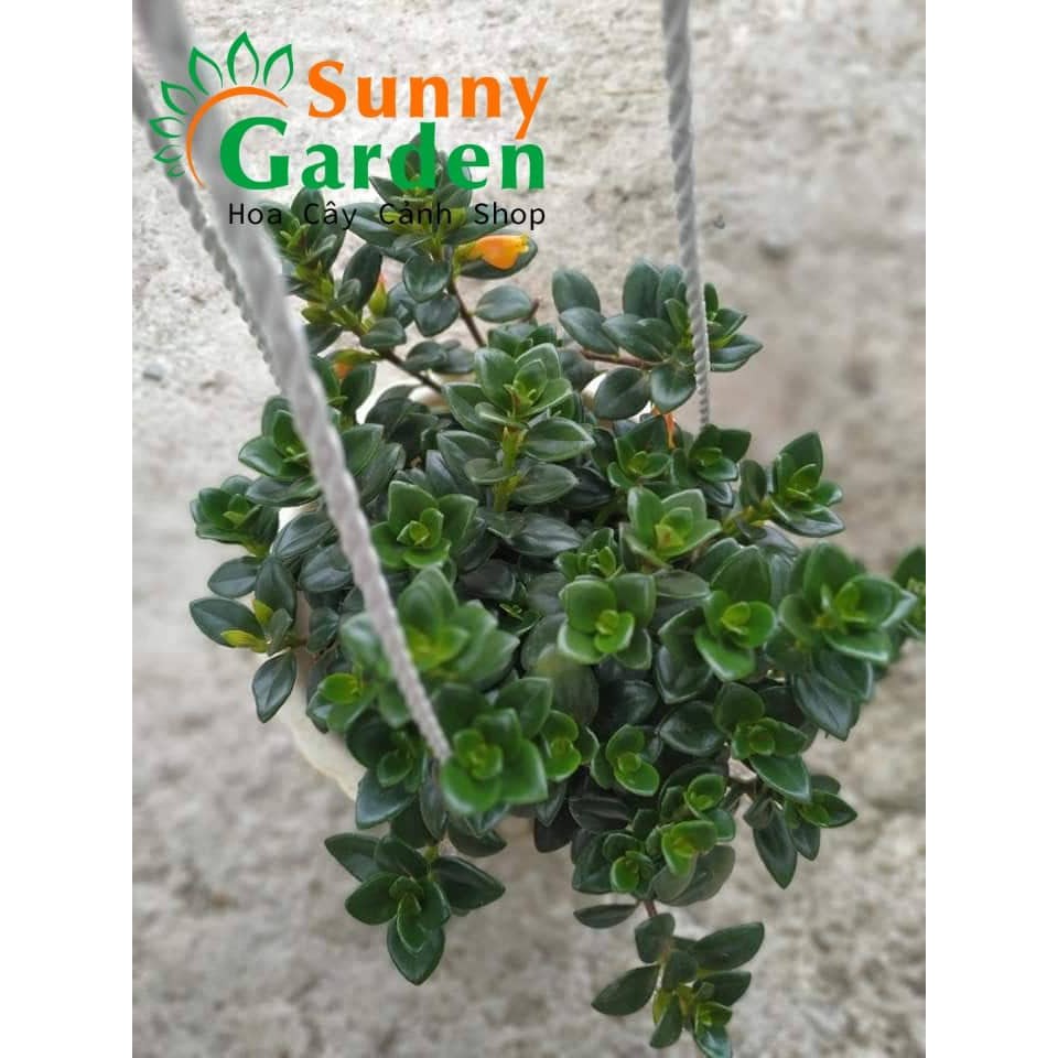 Cây Cá Vàng - Chậu Treo