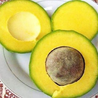 Cây bơ giống