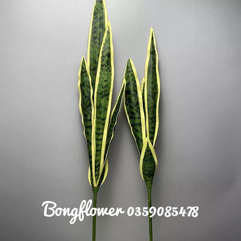 Cành lưỡi hổ giả cao cấp có 3 kích thước