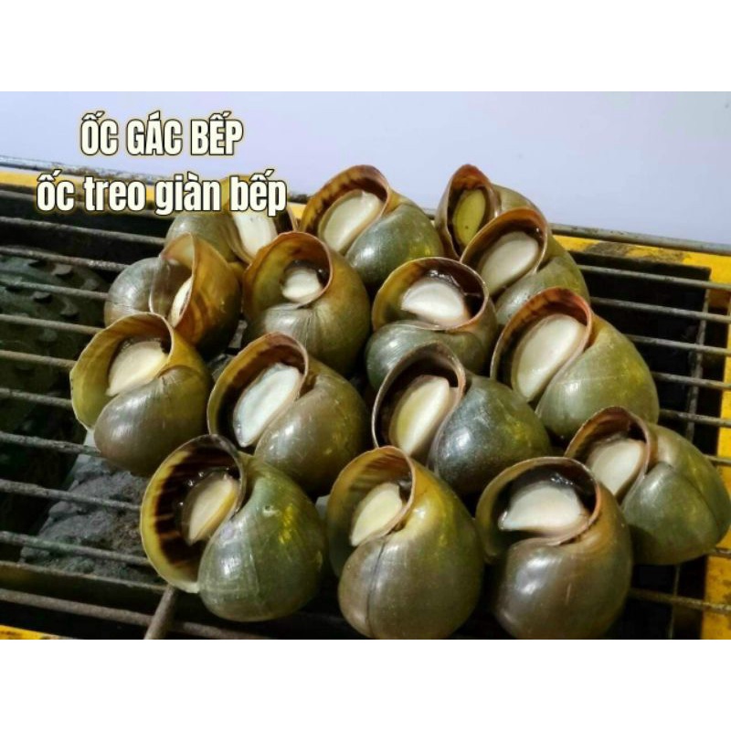 ỐC GÁC BẾP  1kg