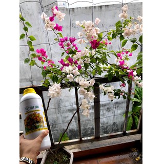 Phân Bón Hữu Cơ Cho Hoa Giấy
