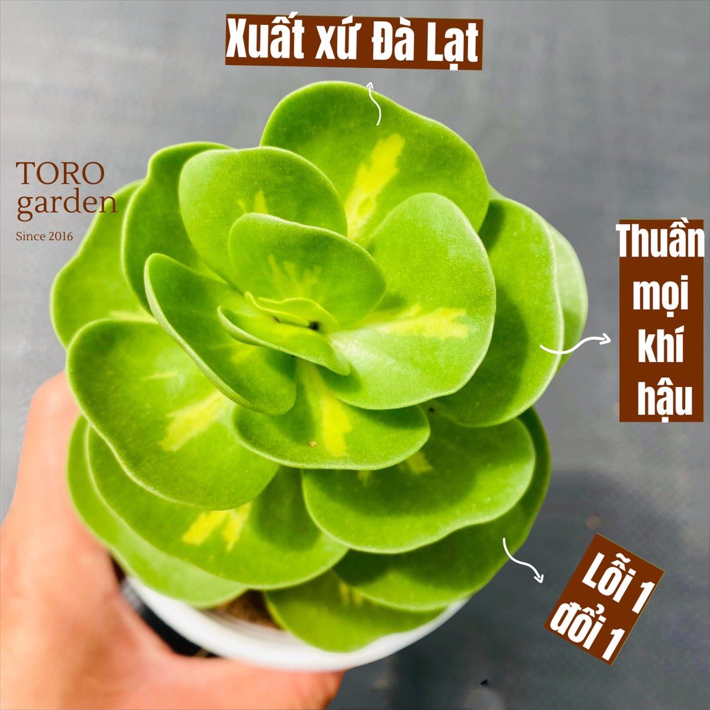 SEN ĐÁ LỤC BÌNH VAR ĐÀ LẠT SIZE TRUNG BÌNH, SIÊU KHOẺ ĐẸP, THUẦN MỌI KHÍ HẬU, HƯ 1 ĐỔI 1