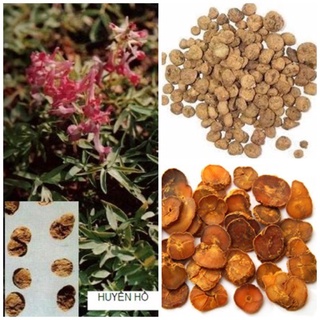 HUYỀN HỒ( Diên Hồ Sách) loại 1 [500g]