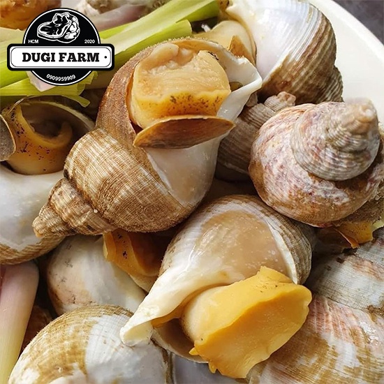 Ốc Bulot Pháp Nhập Khẩu 500Gr (Giao Hoả Tốc HCM)