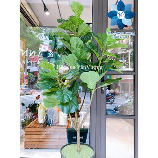 [Mã SKAMLTSM9 giảm 10% đơn 99K] Cây Bàng Singgapore Giả 🌺 Cây Bàng Đại Cao 1,7m