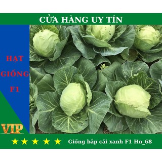 Hạt Giống bắp cải xanh F1 Hn_68 _29_39 _37 _ 40- Năng Suất, Dinh Dưỡng Cao - MUA 4 TẶNG 1