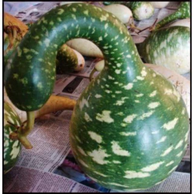 1 gói Hạt giống bầu thiên nga, gói 10 hạt