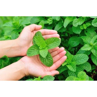 Hạt Giống Bạc Hà Âu 200Mg