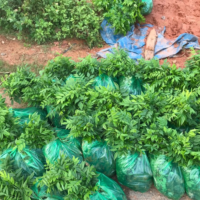 Combo 5 cây giống sưa đỏ .