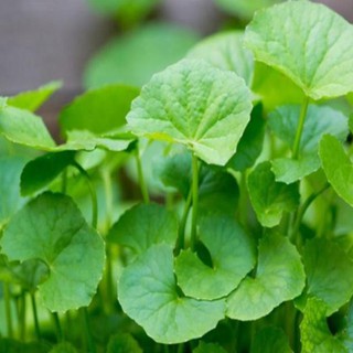 Gói 0.3 gr rau má lá nhỏ