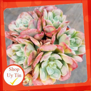 sen đá Bắp cải quan âm bụi🍏 |FREESHIP| 🔥 XỨ NÓNG, ĐÃ THUẦN KHÍ HẬU, KHOẺ ĐẸP 🍏 LỖI 1 ĐỔI 1
