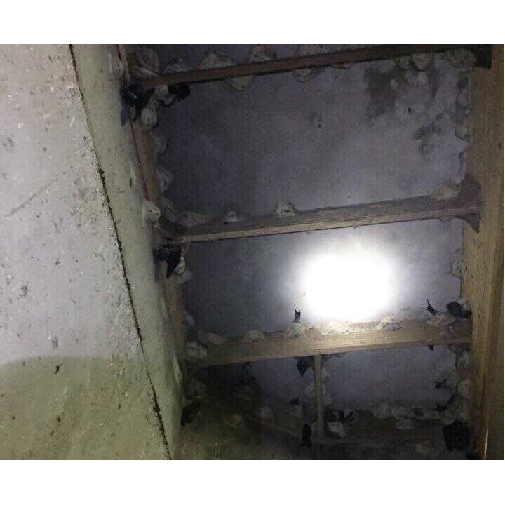 100g TỔ YẾN NHÀ NUÔI 100% NGUYÊN CHẤT - HÀNG NHÀ TRỰC TIẾP NUÔI KHÔNG QUA TRUNG GIAN