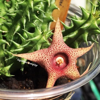 Cây sao biển lốc xoáy đỏ