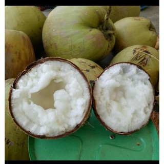 Dừa Sáp Bi Cầu Kè Đặc Ruột