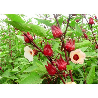 HẠT CÂY GIẤM, HOA ATISO ĐỎ - GÓI 2 GRAM