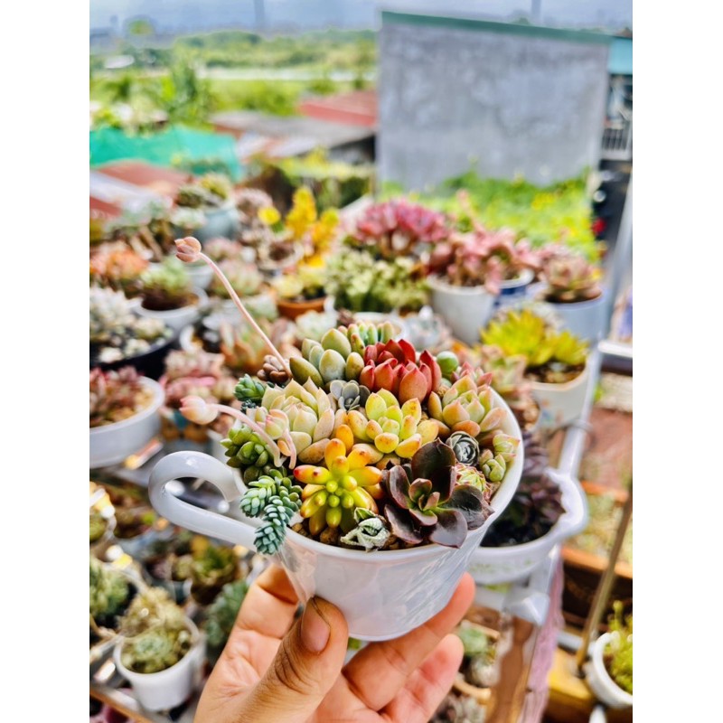 combo 10c sen đá màu sắc