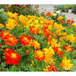 (Q.8 - GIAO 1-3H) Cây HOA SAO NHÁI, 25-30cm đang hoa.