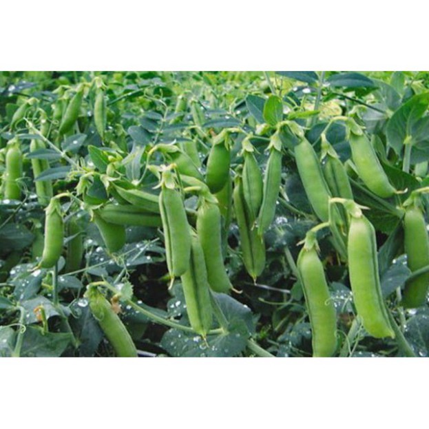 (GÍA SỈ) [gói 10G] HẠT GIỐNG ĐẬU HÀ LAN