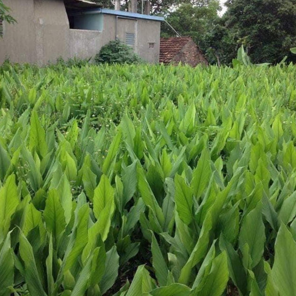 Viên nghệ mật ong đau dạ dày, Tinh bột nghệ nguyên chất ,Tinh bột nghệ ,Viên tinh nghệ mật ong
