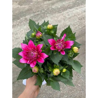 hạt hoa thược dược