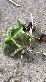 Lan phi điệp 5CT