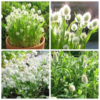 Hạt Giống Cỏ Đuôi Thỏ