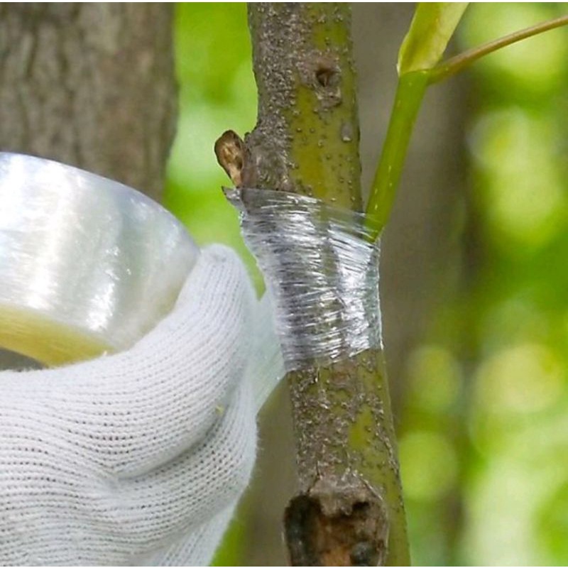 Băng Keo Quấn Ghép Cây, Màng Ghép Cây PE Khổ 5cm