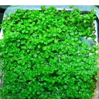 Cây Thuỷ Sinh Trân Châu Ngọc Trai