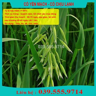 Hạt giống cỏ chăn nuôi yến mạch 1kg- cỏ chịu lạnh tốt