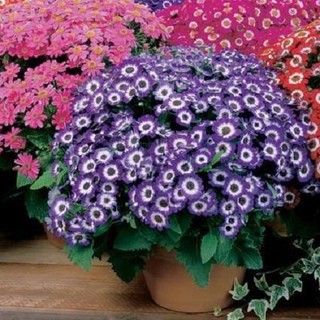 Trọn Bộ Sản Phẩm Trồng Hạt Giống Hoa Cúc Lá Nho + Bộ Hỗ Trợ 3 Viên Nén và 1 Gói Thuốc Trừ Bệnh