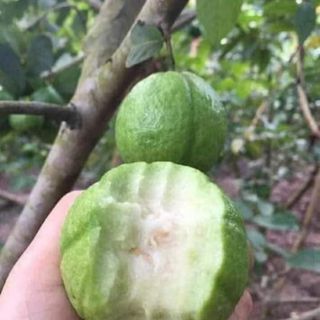 Ổi Găng Đông Dư