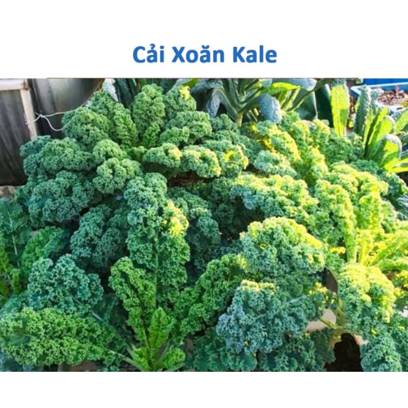 Hạt giống cây cải xoăn kale