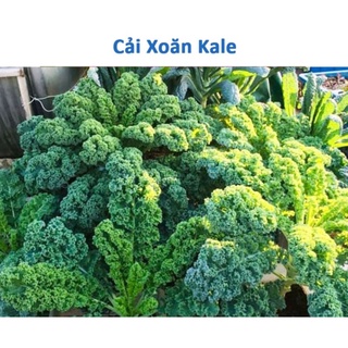 Hạt giống cây cải xoăn kale