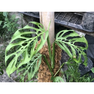 Cây giống trầu bà lá lỗ Monstera Acuminata