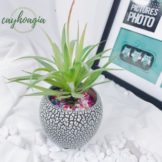 Chậu men sứ rạn mini (không kèm cây)