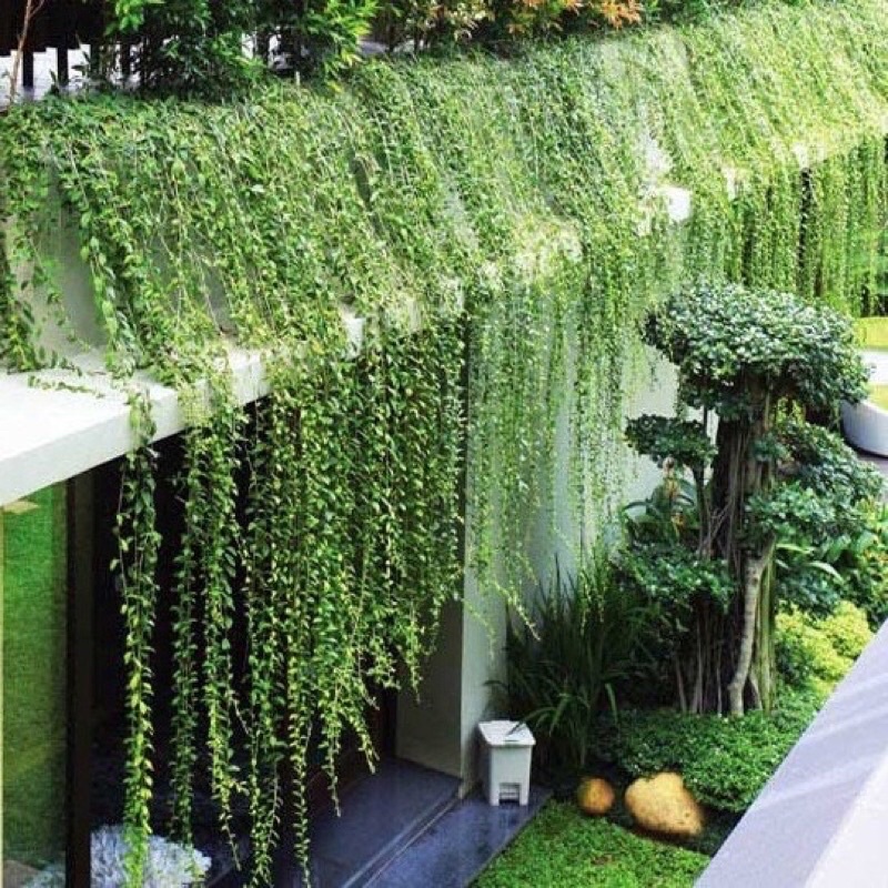 Cây 🍀🌱cúc tần Ấn Độ🍀🌱