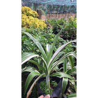 Chậu cây đại tướng quân var lá xanh sọc trắng đẹp mắt