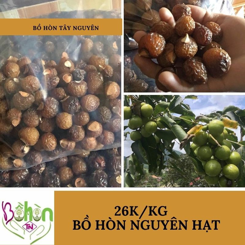 Quả Bồ Hòn - Nguyên Hạt