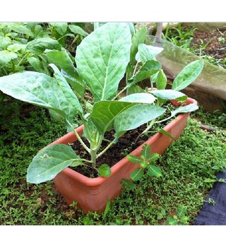 Hạt giống rau cải rổ - (  rau cải Làn  )  - 1 gói 5gram - STHG2