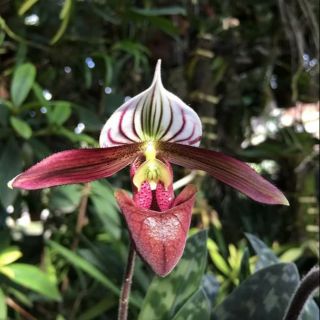 Hoa lan thiết hài