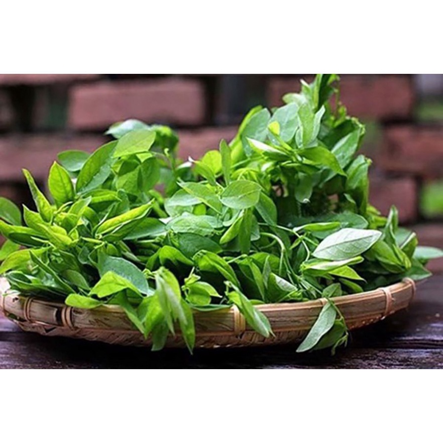 Bột Rau Ngót Behena 50g Thanh Nhiệt, Giải Độc, Lợi Tiểu, Bổ Huyết, Nhuận Tràng, Tăng Tiết Nước Bọt