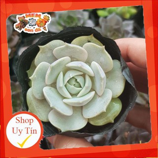 Sen đá lola🍏 |FREESHIP| 🔥 XỨ NÓNG, ĐÃ THUẦN KHÍ HẬU, KHOẺ ĐẸP 🍏 LỖI 1 ĐỔI 1