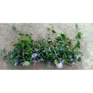 hoa lan cẩm cù