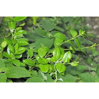 Dây Thìa Canh 1kg [ DẶC BIỆT ]