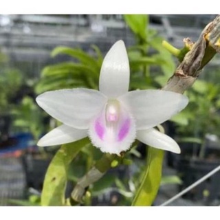 Hoa lan đột biến cánh trắng một kie sỉ 15k