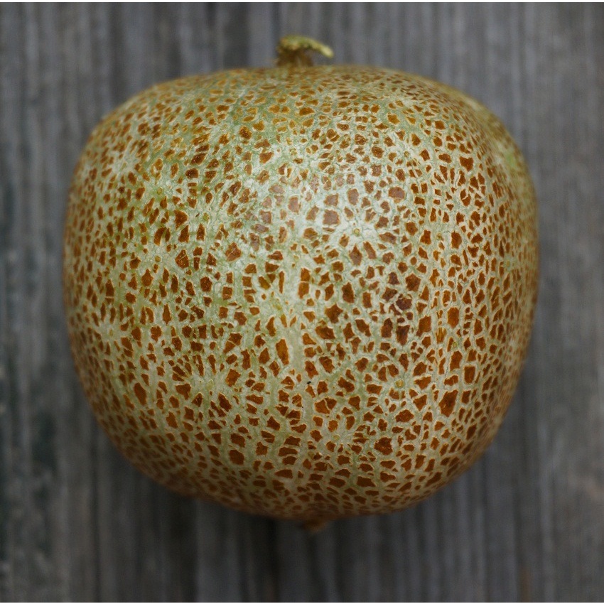 Hạt giống Dưa Chuột Khoai Tây ( Little Potato Cucumber) F1 nhập khẩu Mỹ - 10 Hạt - nảy mầm 95%