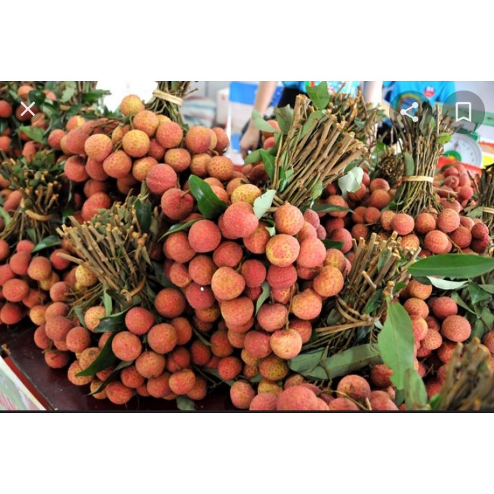 Vải thiều tươi TRỨNG TRẮNG THANH HÀ thượng hạng - 1kg -hàng loại 1 ngon ngọt | BigBuy360 - bigbuy360.vn